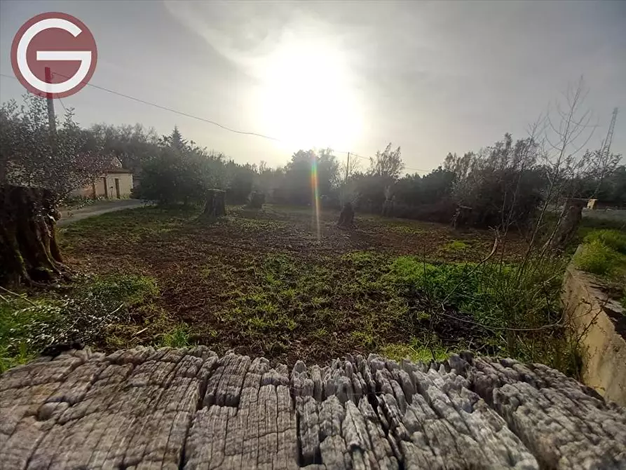 Immagine 3 di Terreno agricolo in vendita  a Cinquefrondi