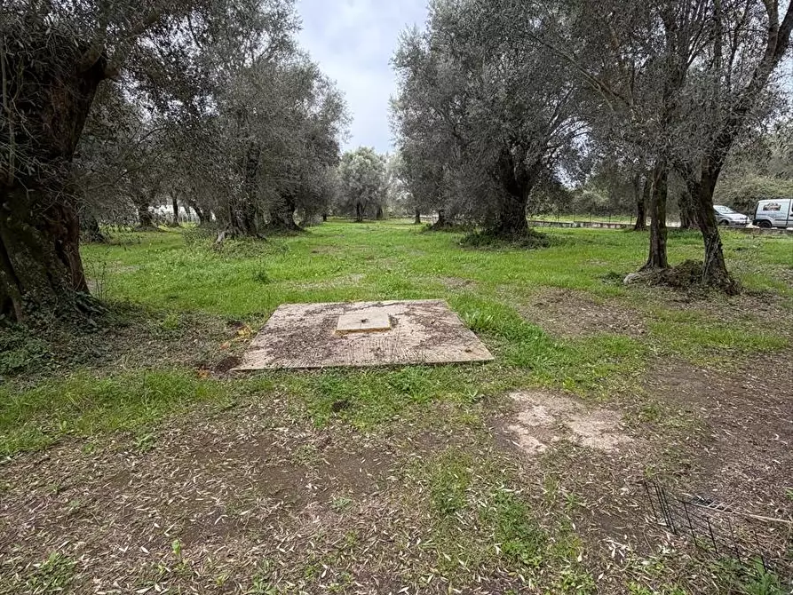 Immagine 4 di Terreno agricolo in vendita  a Taurianova