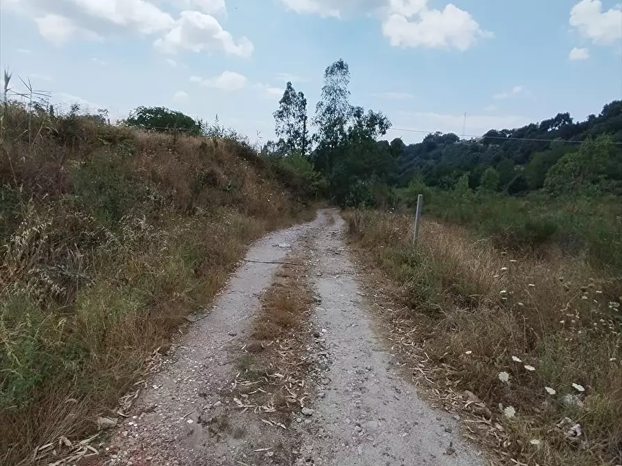 Immagine 6 di Terreno agricolo in vendita  a Cittanova