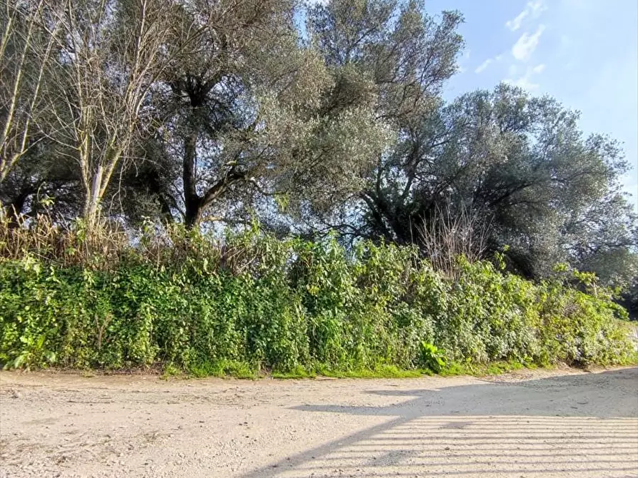Immagine 14 di Terreno agricolo in vendita  a Taurianova