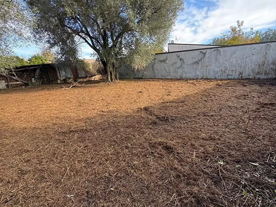 Immagine 9 di Terreno agricolo in vendita  a Taurianova