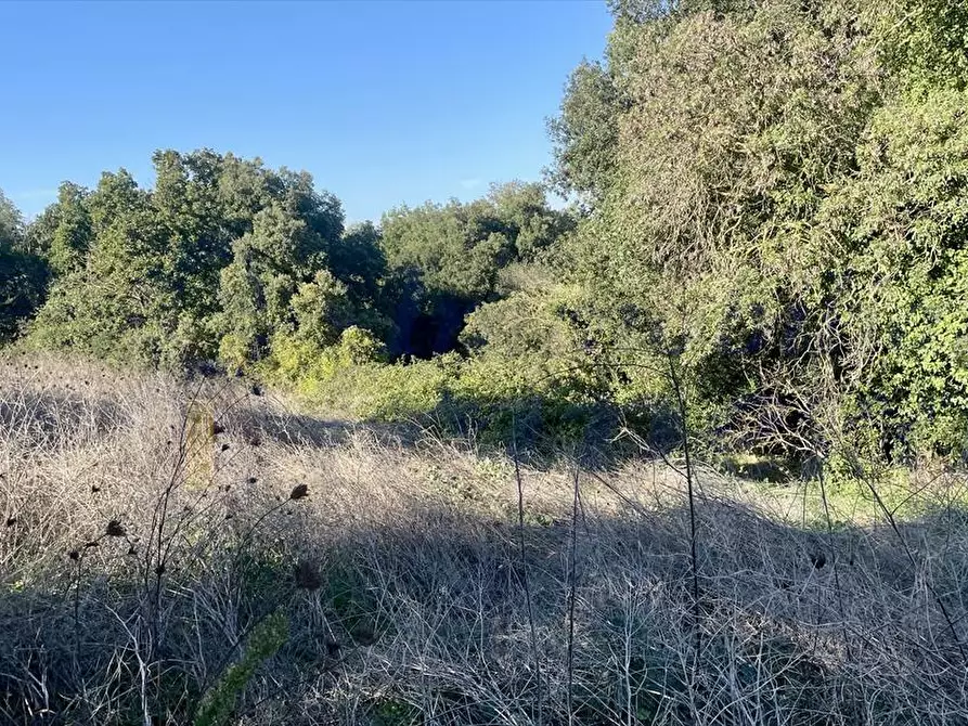Immagine 6 di Terreno agricolo in vendita  in Via dei Rutuli a Aprilia