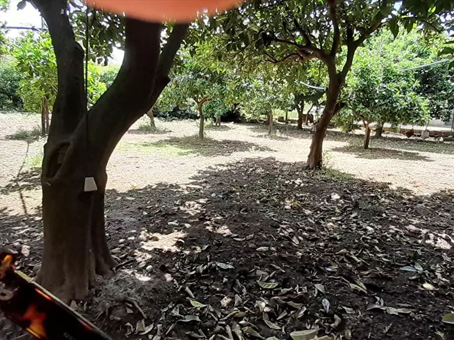 Immagine 5 di Terreno edificabile in vendita  a Polistena