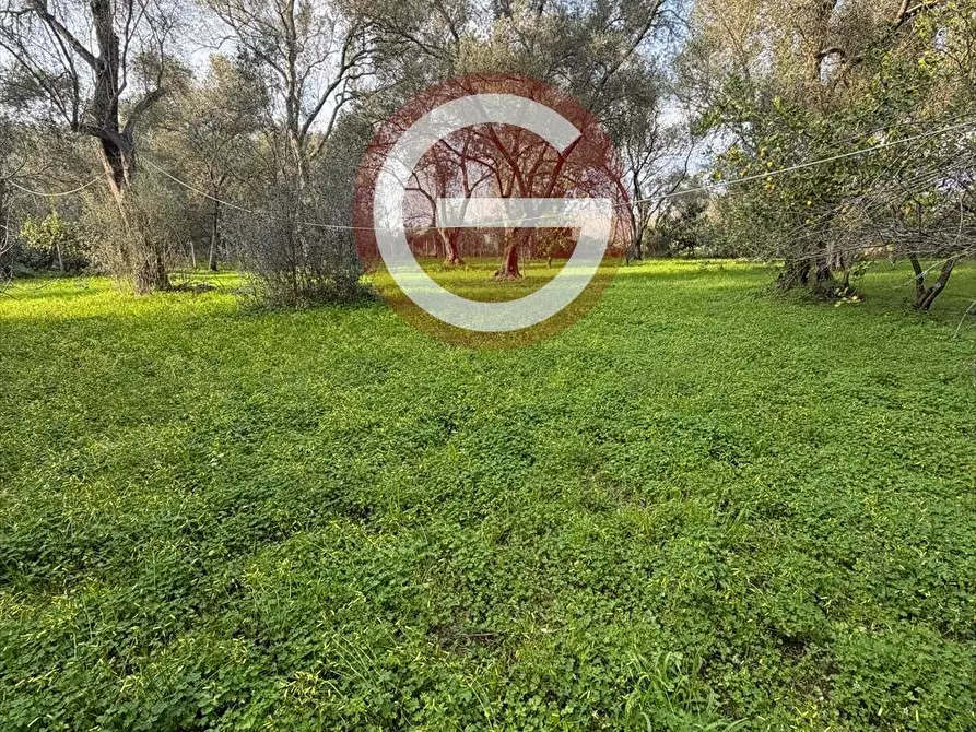 Immagine 7 di Terreno agricolo in vendita  a Taurianova