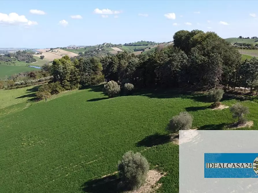 Immagine 7 di Terreno agricolo in vendita  in Corridonia Contrada Ponte tavola a Corridonia