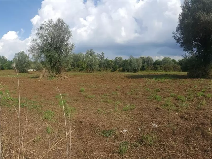 Immagine 6 di Terreno agricolo in vendita  a Taurianova