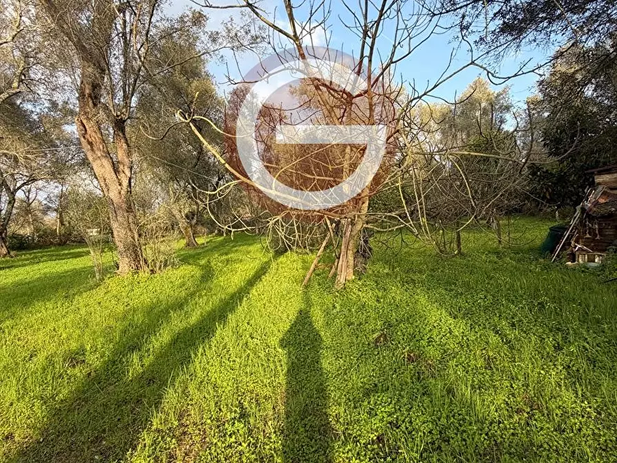 Immagine 9 di Terreno agricolo in vendita  a Taurianova