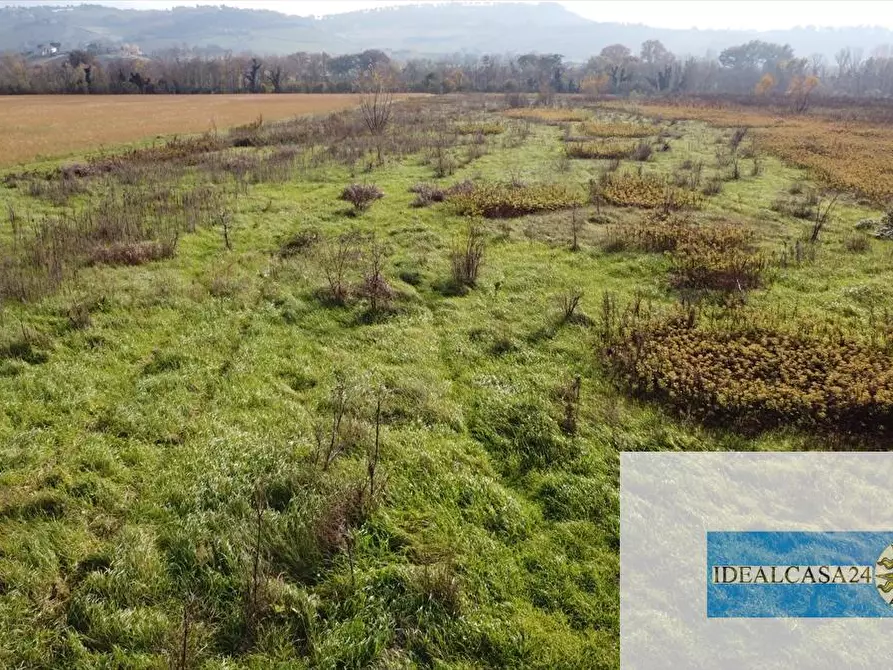 Immagine 26 di Terreno agricolo in vendita  in Treia C.da Chiaravalle snc a Treia