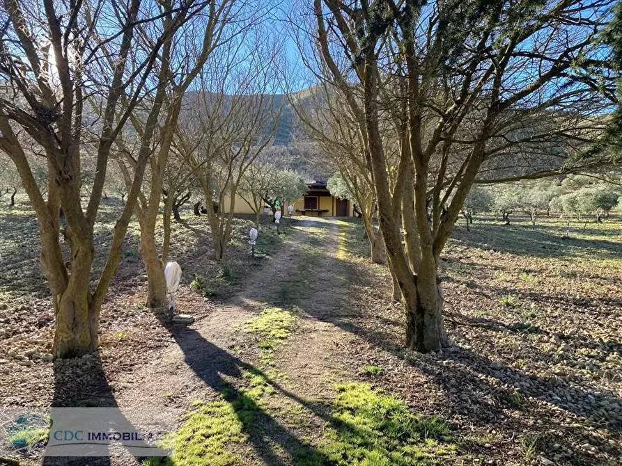 Immagine 13 di Terreno agricolo in vendita  in ss 118  a Prizzi