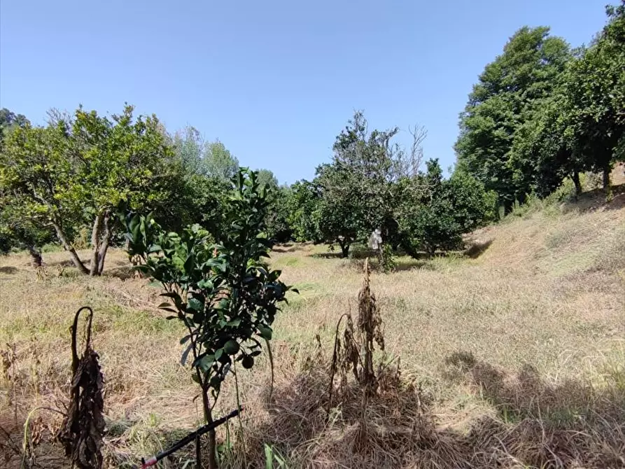 Immagine 9 di Terreno agricolo in vendita  a San Giorgio Morgeto