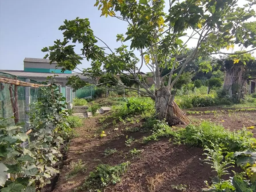 Immagine 5 di Terreno agricolo in vendita  a Taurianova