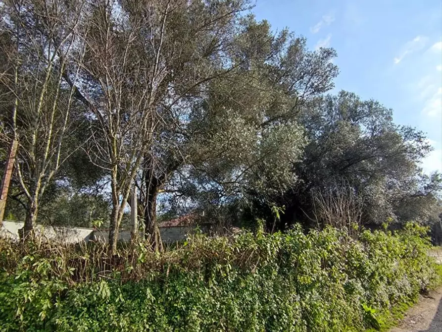 Immagine 15 di Terreno agricolo in vendita  a Taurianova