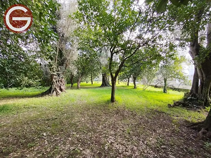 Immagine 6 di Terreno edificabile in vendita  a Taurianova