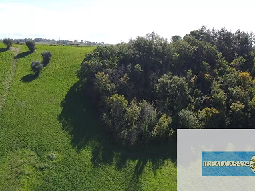 Immagine 4 di Terreno agricolo in vendita  in Corridonia Contrada Ponte tavola a Corridonia