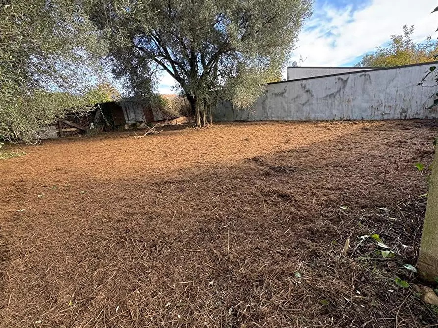 Immagine 7 di Terreno agricolo in vendita  a Taurianova