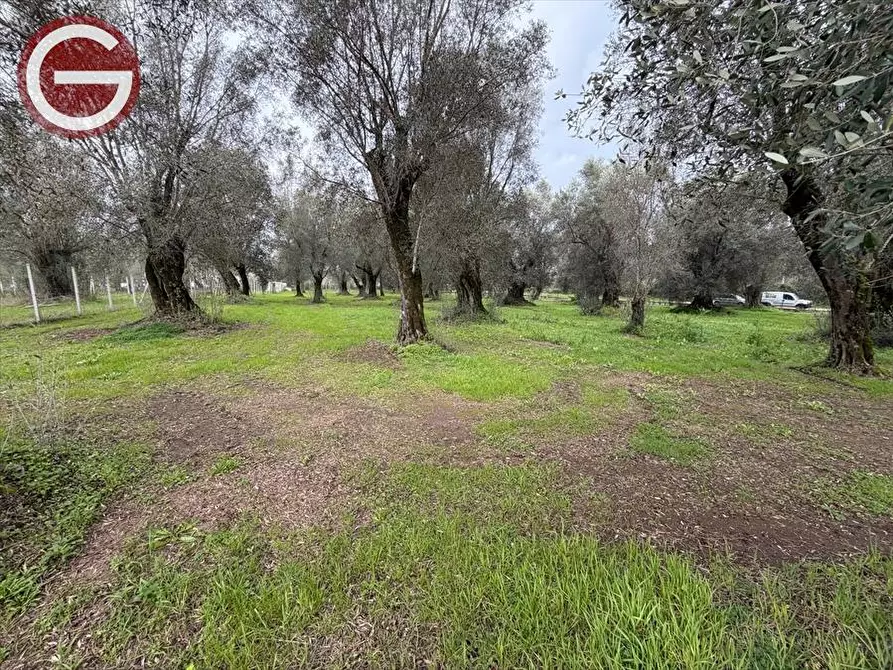 Immagine 9 di Terreno agricolo in vendita  a Taurianova