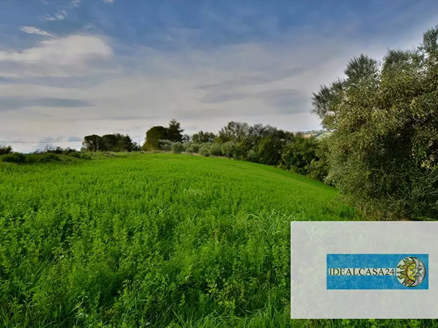 Immagine 23 di Terreno agricolo in vendita  in Corridonia Contrada Ponte tavola a Corridonia