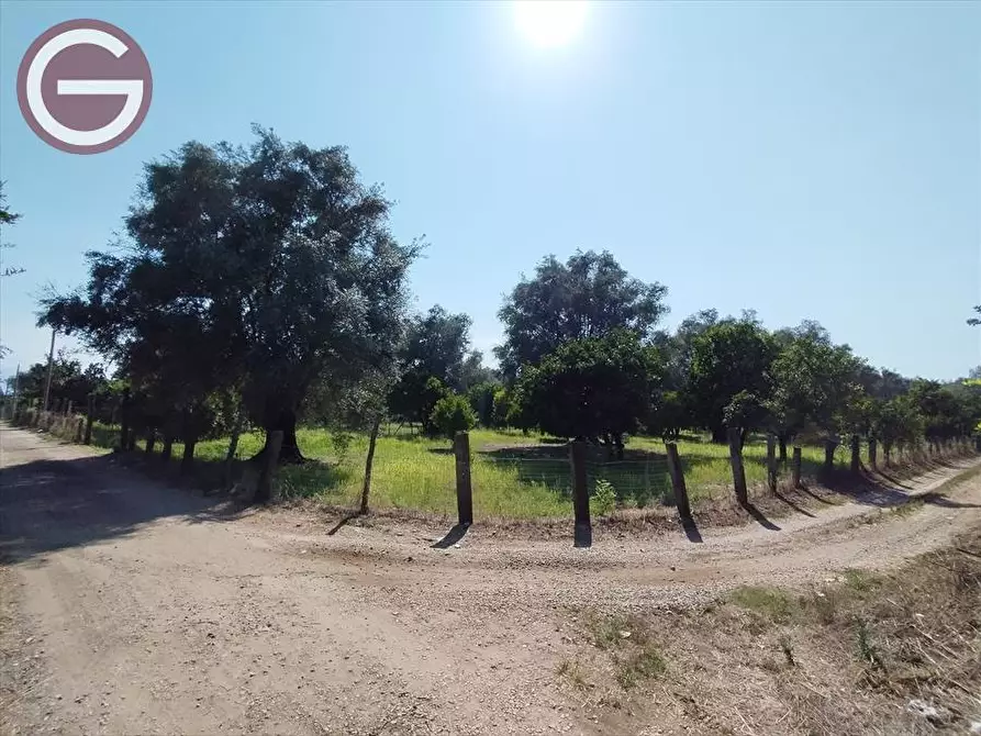 Immagine 1 di Terreno agricolo in vendita  in CONTRADA OLIVETELLO a Taurianova