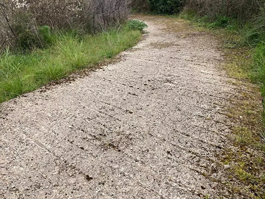 Immagine 2 di Terreno agricolo in vendita  in contrada Sotto La Rocca a Prizzi