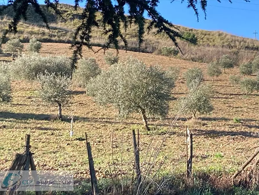 Immagine 15 di Terreno agricolo in vendita  in ss 118  a Prizzi