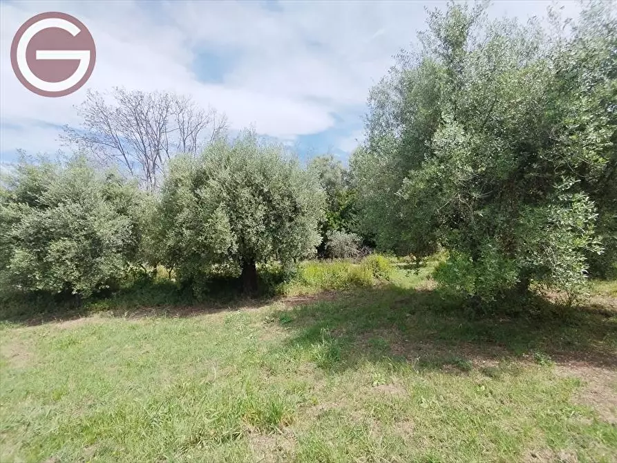 Immagine 2 di Terreno agricolo in vendita  a Taurianova