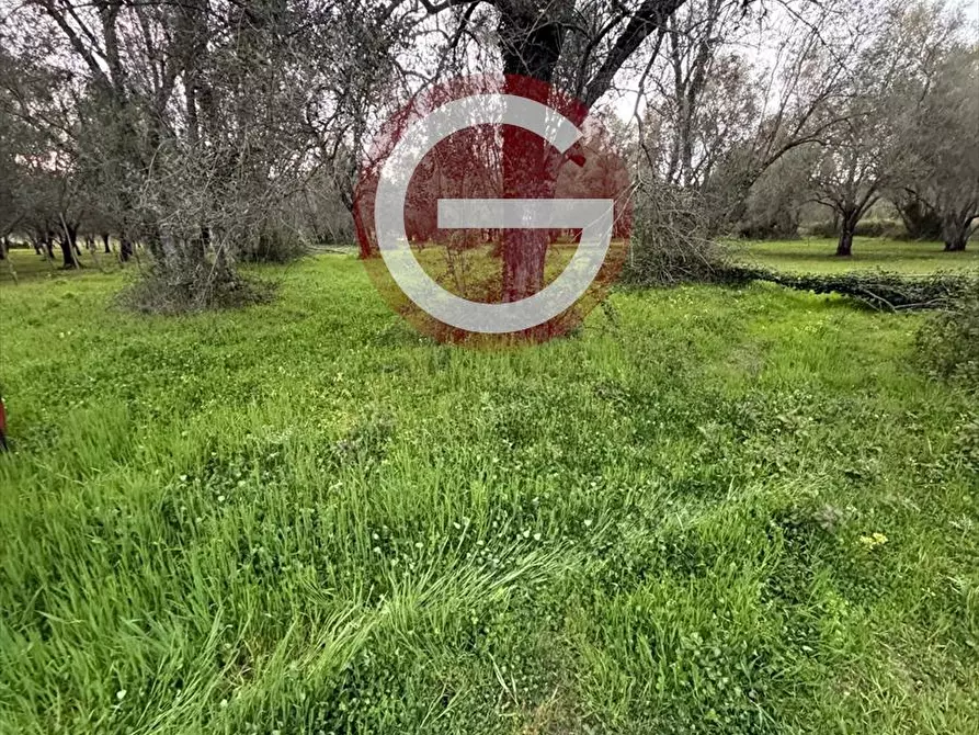 Immagine 3 di Terreno agricolo in vendita  a Cittanova