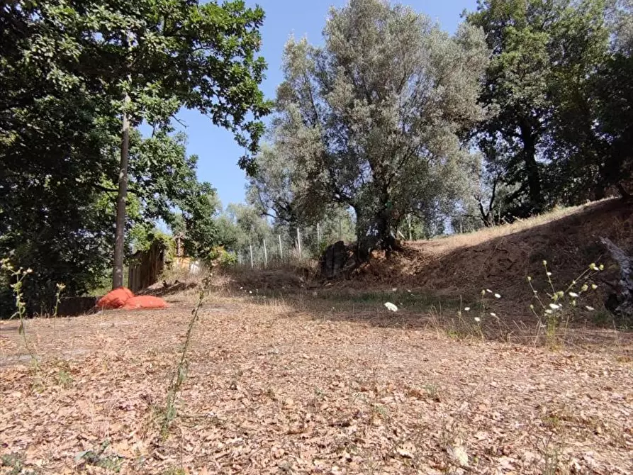 Immagine 11 di Terreno agricolo in vendita  a San Giorgio Morgeto