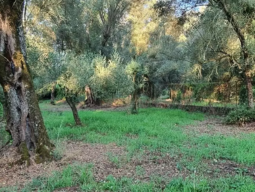 Immagine 3 di Terreno agricolo in vendita  a Taurianova