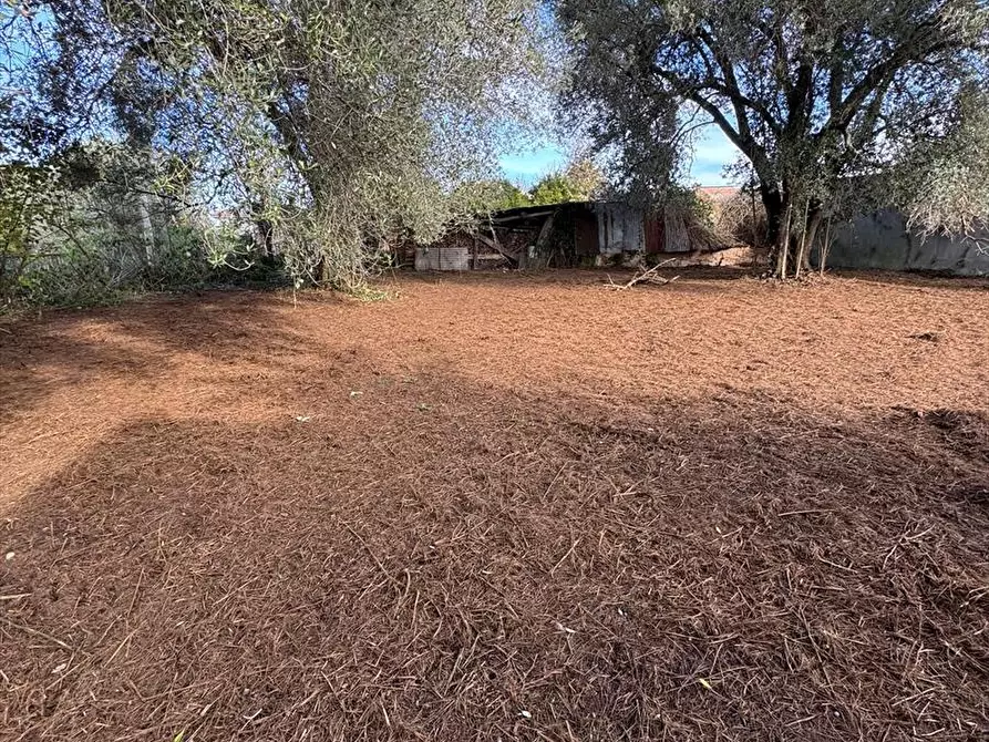 Immagine 4 di Terreno agricolo in vendita  a Taurianova