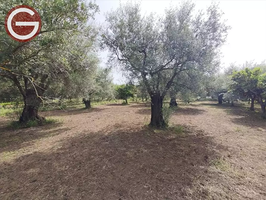 Immagine 4 di Terreno edificabile in vendita  a Taurianova