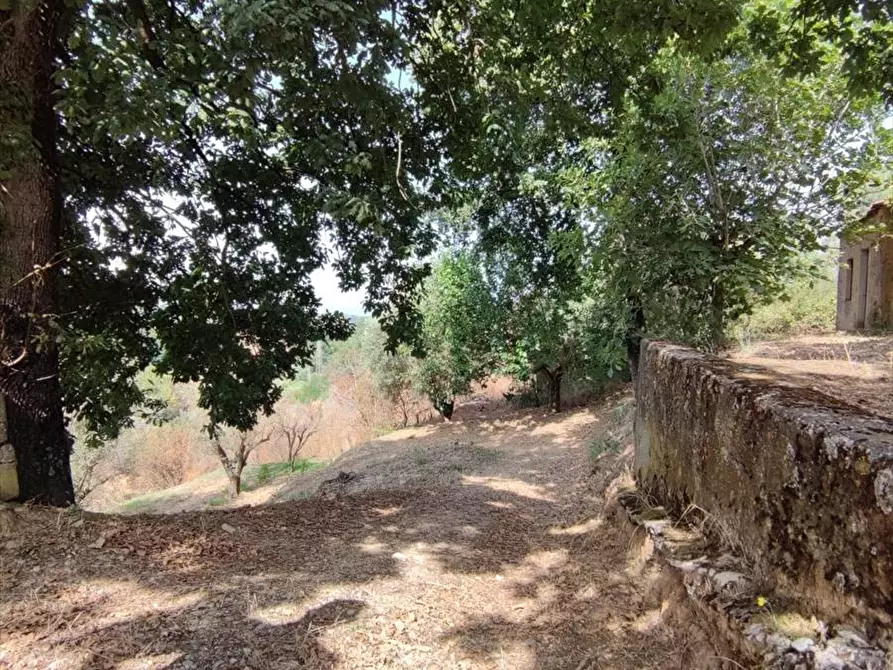 Immagine 13 di Terreno agricolo in vendita  a San Giorgio Morgeto