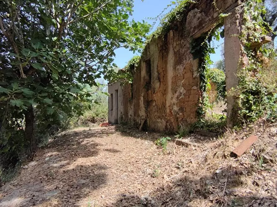 Immagine 4 di Terreno agricolo in vendita  a San Giorgio Morgeto