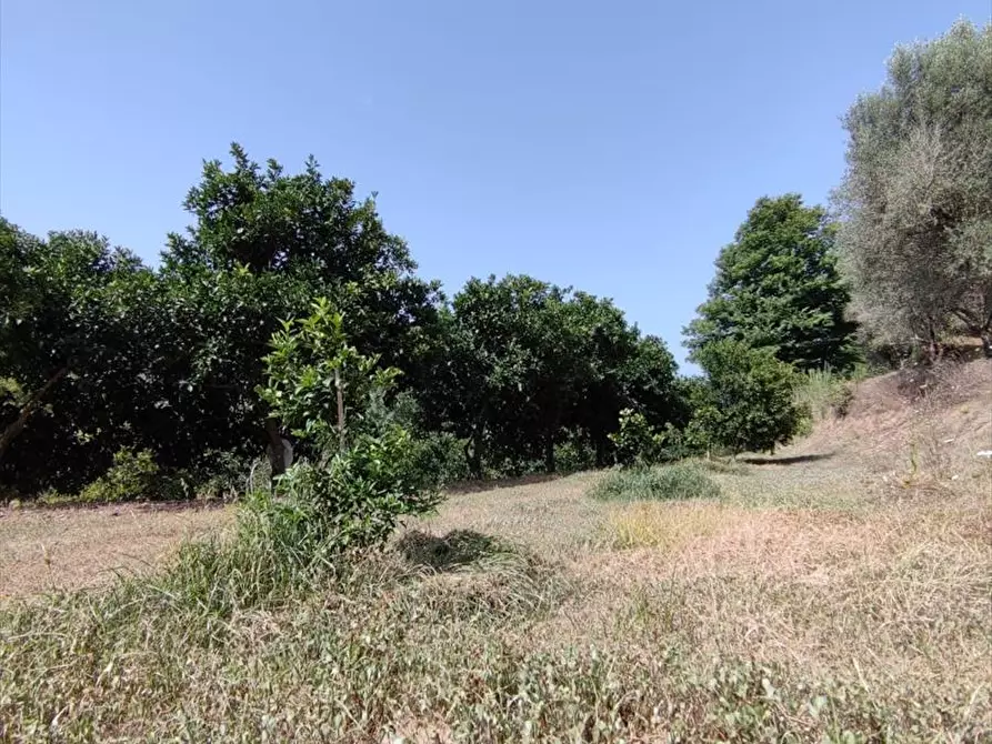 Immagine 5 di Terreno agricolo in vendita  a San Giorgio Morgeto