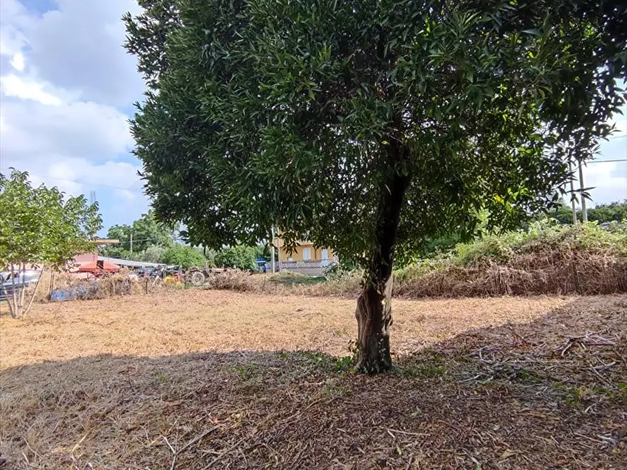 Immagine 2 di Terreno edificabile in vendita  a Taurianova