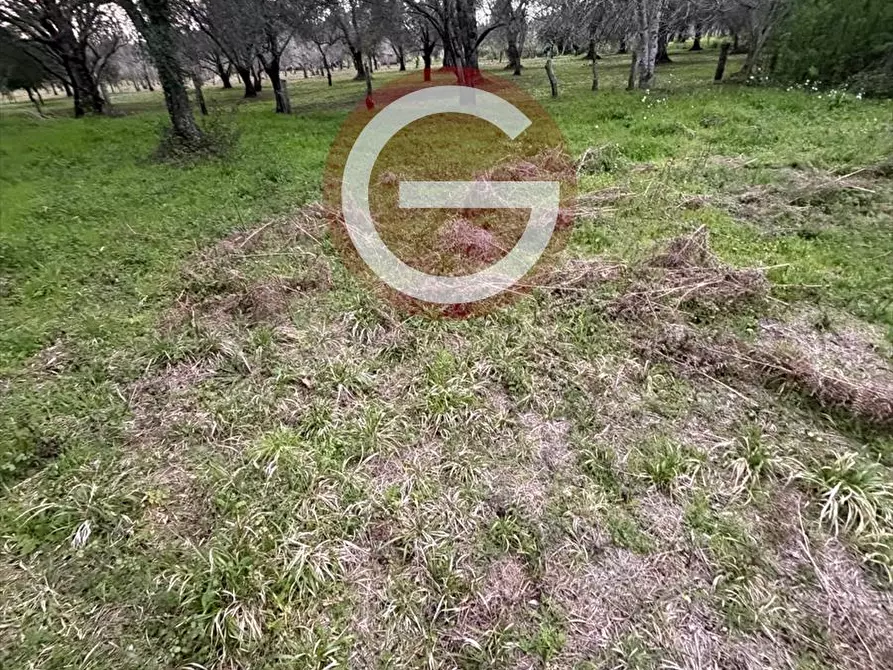 Immagine 9 di Terreno agricolo in vendita  a Cittanova