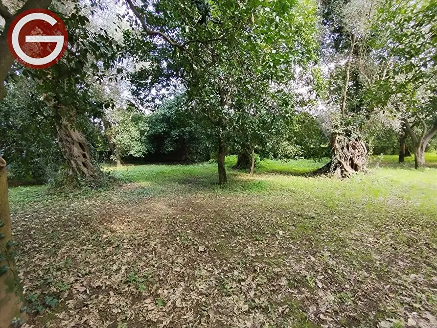 Immagine 5 di Terreno edificabile in vendita  a Taurianova