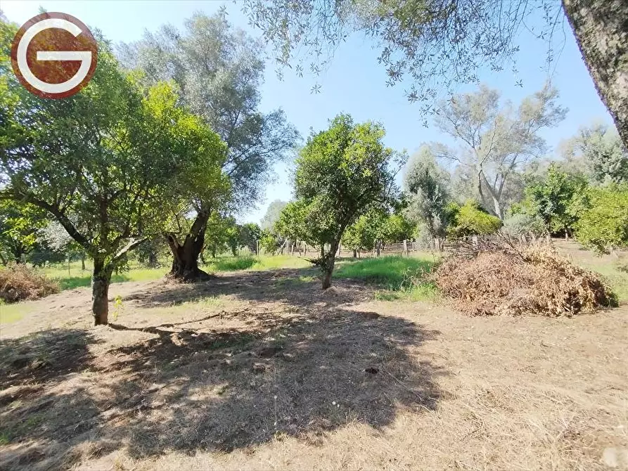 Immagine 6 di Terreno agricolo in vendita  a Taurianova