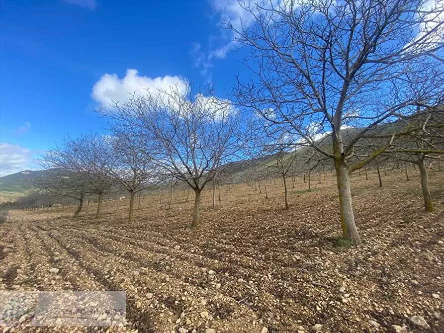 Immagine 12 di Terreno agricolo in vendita  in ss 118  a Prizzi