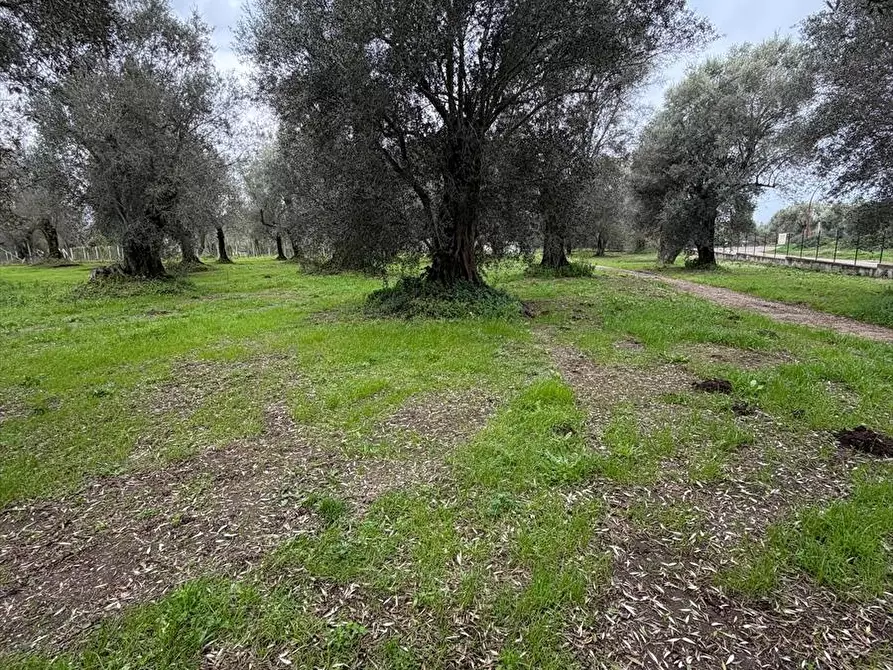 Immagine 11 di Terreno agricolo in vendita  a Taurianova