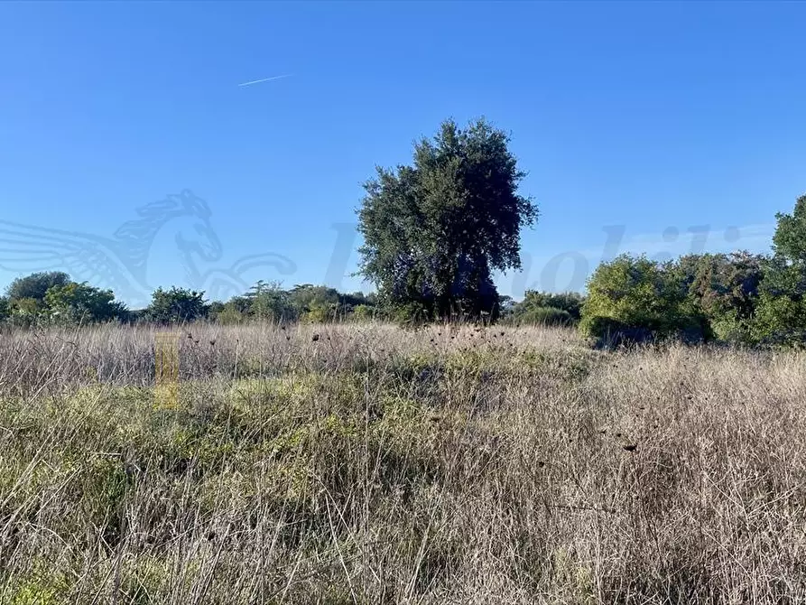Immagine 3 di Terreno agricolo in vendita  in Via dei Rutuli a Aprilia