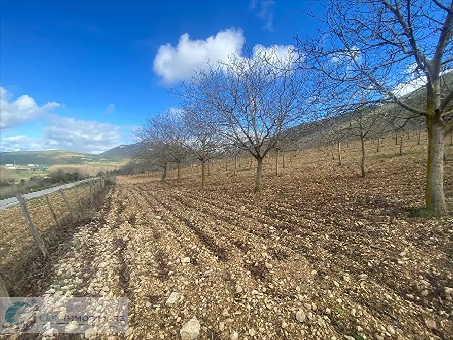 Immagine 11 di Terreno agricolo in vendita  in ss 118  a Prizzi