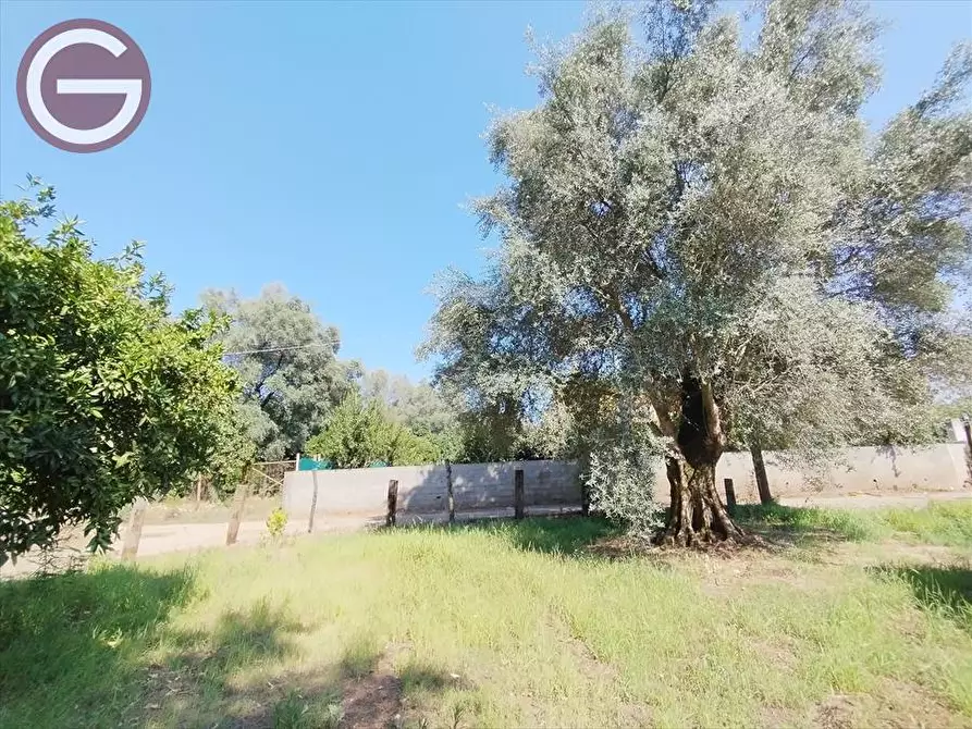 Immagine 4 di Terreno agricolo in vendita  a Taurianova