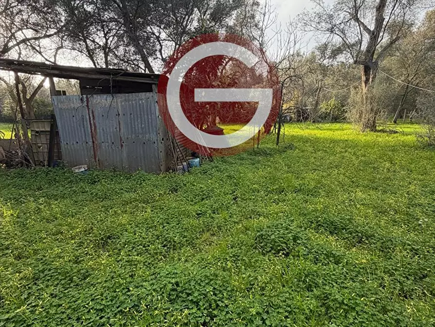 Immagine 5 di Terreno agricolo in vendita  a Taurianova