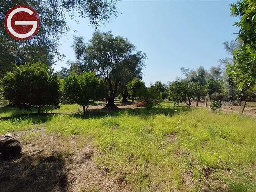 Immagine 8 di Terreno agricolo in vendita  a Taurianova