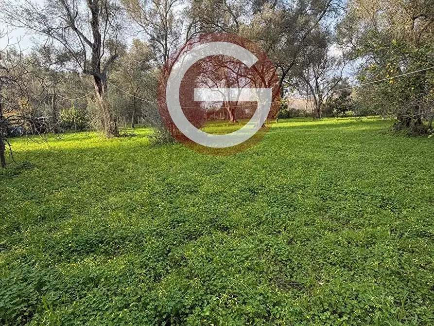 Immagine 4 di Terreno agricolo in vendita  a Taurianova