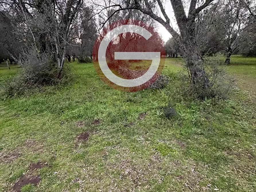 Immagine 10 di Terreno agricolo in vendita  a Cittanova
