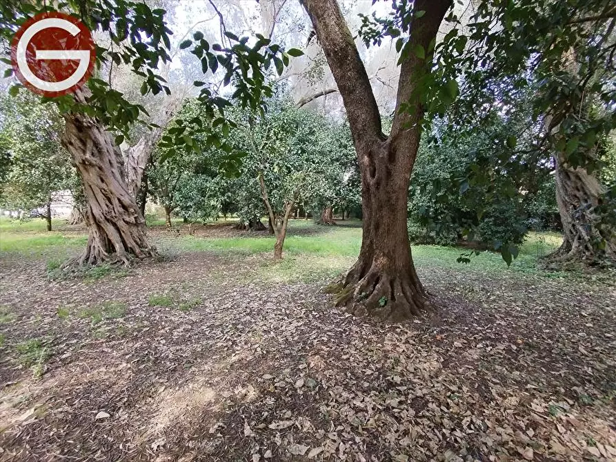 Immagine 4 di Terreno edificabile in vendita  a Taurianova