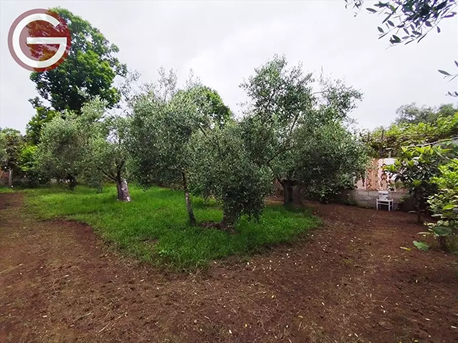 Immagine 8 di Terreno agricolo in vendita  a Taurianova