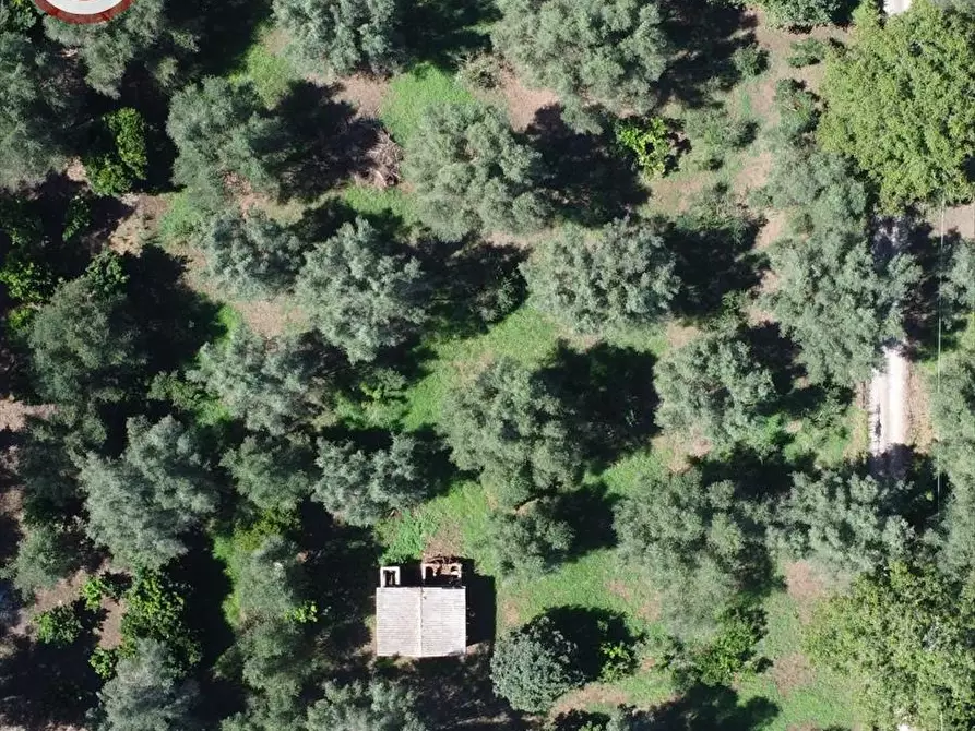 Immagine 5 di Terreno agricolo in vendita  a Taurianova