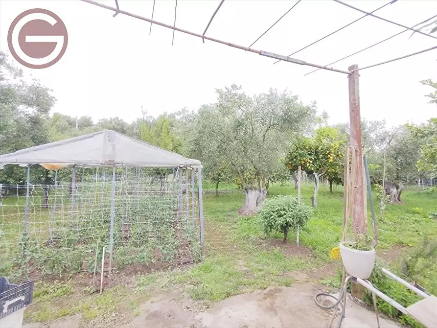 Immagine 10 di Terreno agricolo in vendita  a Taurianova